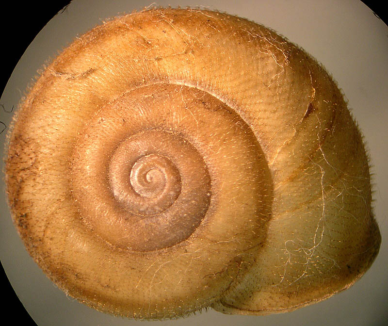 Chilostoma ( Campylea) lefeburianum (Frussac, 1822) (GO)